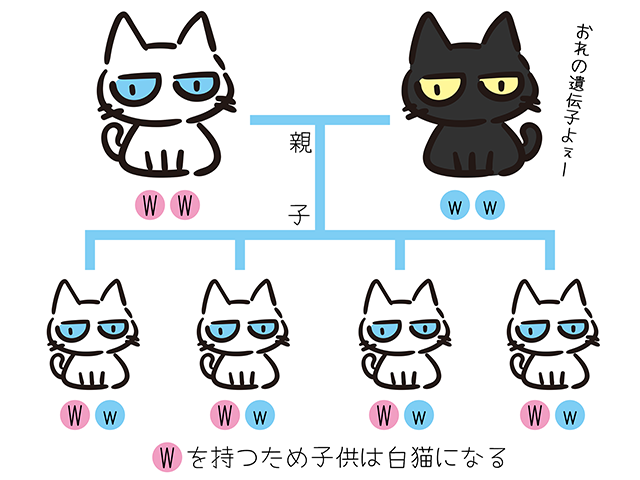 【猫クイズ-第15問】WWの遺伝子を持つ白猫と黒猫（ww）から生まれた子猫たちはどれか？