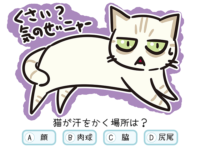 【猫クイズ-第31問】猫が汗をかく場所は？
