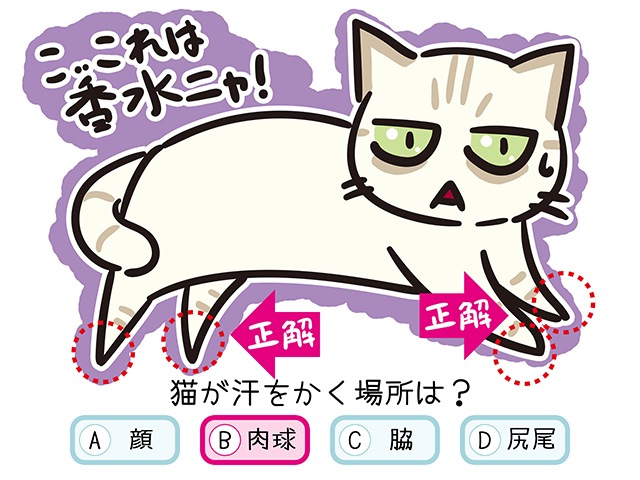 【猫クイズ-第31問】猫が汗をかく場所は？