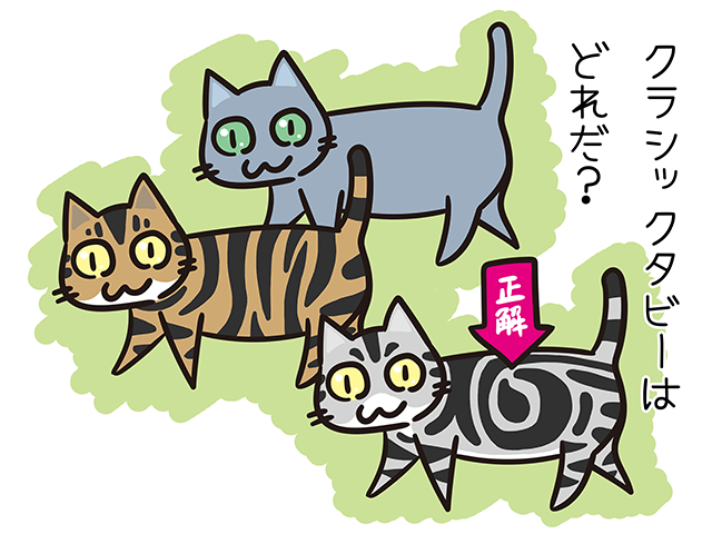 【猫クイズ-第32問】クラシックタビーの模様をした猫はどれか？
