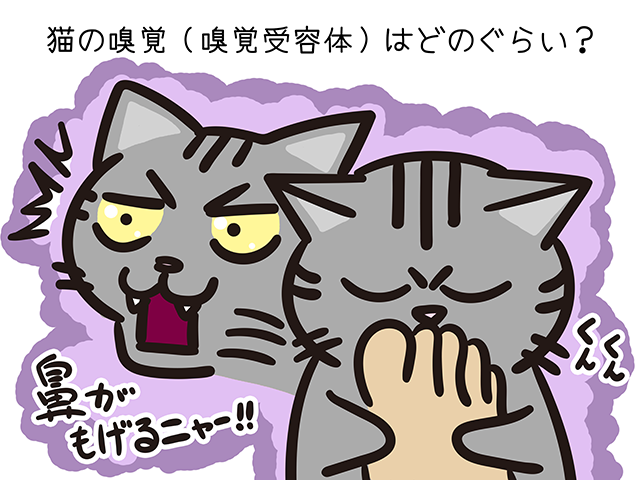 【猫クイズ-第34問】猫の嗅覚（嗅覚受容体）はどのぐらい？
