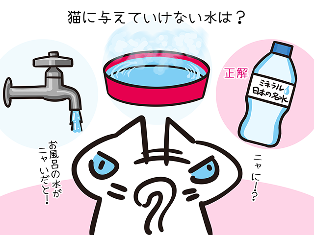 【猫クイズ-第37問】猫に与えていけない水は？