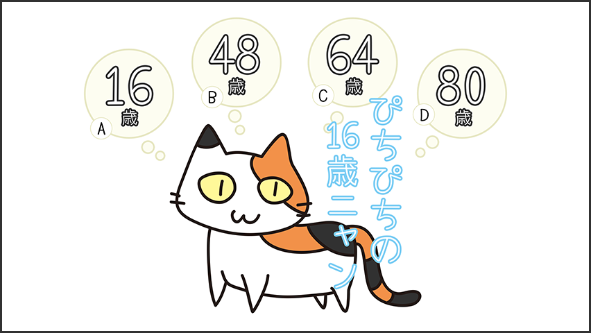【猫クイズ-第11問】16歳のミケ猫は、人間でいうと何歳ぐらい？
